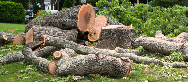 How Our Tree Care Process Works  in  Rock Springs, NM